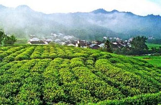 9月2日，財(cái)政部、稅務(wù)總局發(fā)布了關(guān)于繼續(xù)執(zhí)行邊銷茶增值稅政策的公告